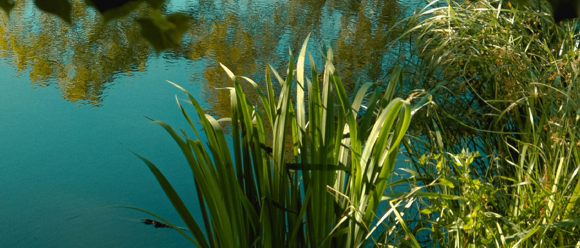 Hotel at Lake Garda with pool and lake view Hotel at Lake Garda with pool and lake view