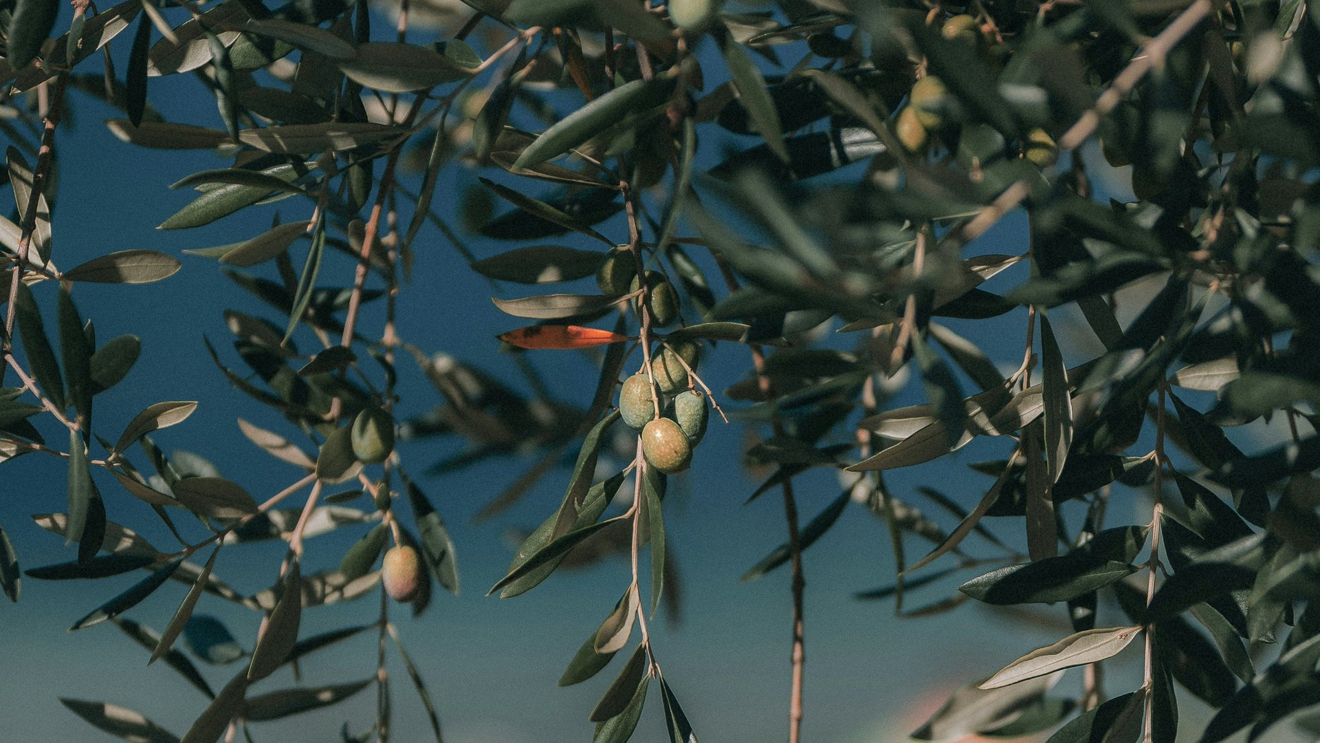 Attività sul Lago di Garda